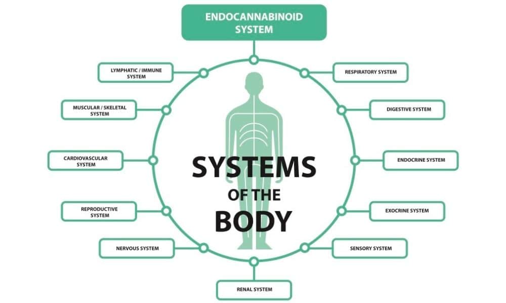 THC infograph